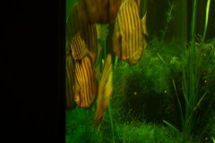 lots-of-discus-fish-green-tank0947