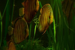 lots-of-discus-fish-green-tank0948