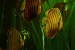 lots-of-discus-fish-green-tank0949