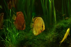 lots-of-discus-fish-green-tank0950