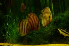 lots-of-discus-fish-green-tank0951