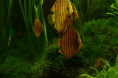 lots-of-discus-fish-green-tank0952
