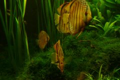 lots-of-discus-fish-green-tank0953