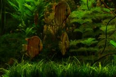 lots-of-discus-fish-green-tank0954