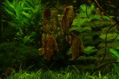 lots-of-discus-fish-green-tank0955