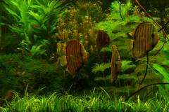 lots-of-discus-fish-green-tank0956