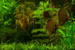 lots-of-discus-fish-green-tank0957