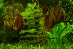 lots-of-discus-fish-green-tank0958