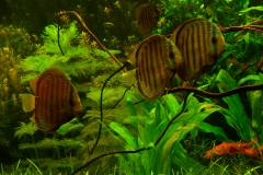lots-of-discus-fish-green-tank0959