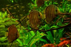 lots-of-discus-fish-green-tank0960