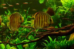 lots-of-discus-fish-green-tank0961