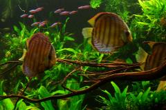 lots-of-discus-fish-green-tank0962