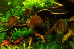 lots-of-discus-fish-green-tank0963