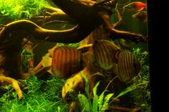 lots-of-discus-fish-green-tank0964